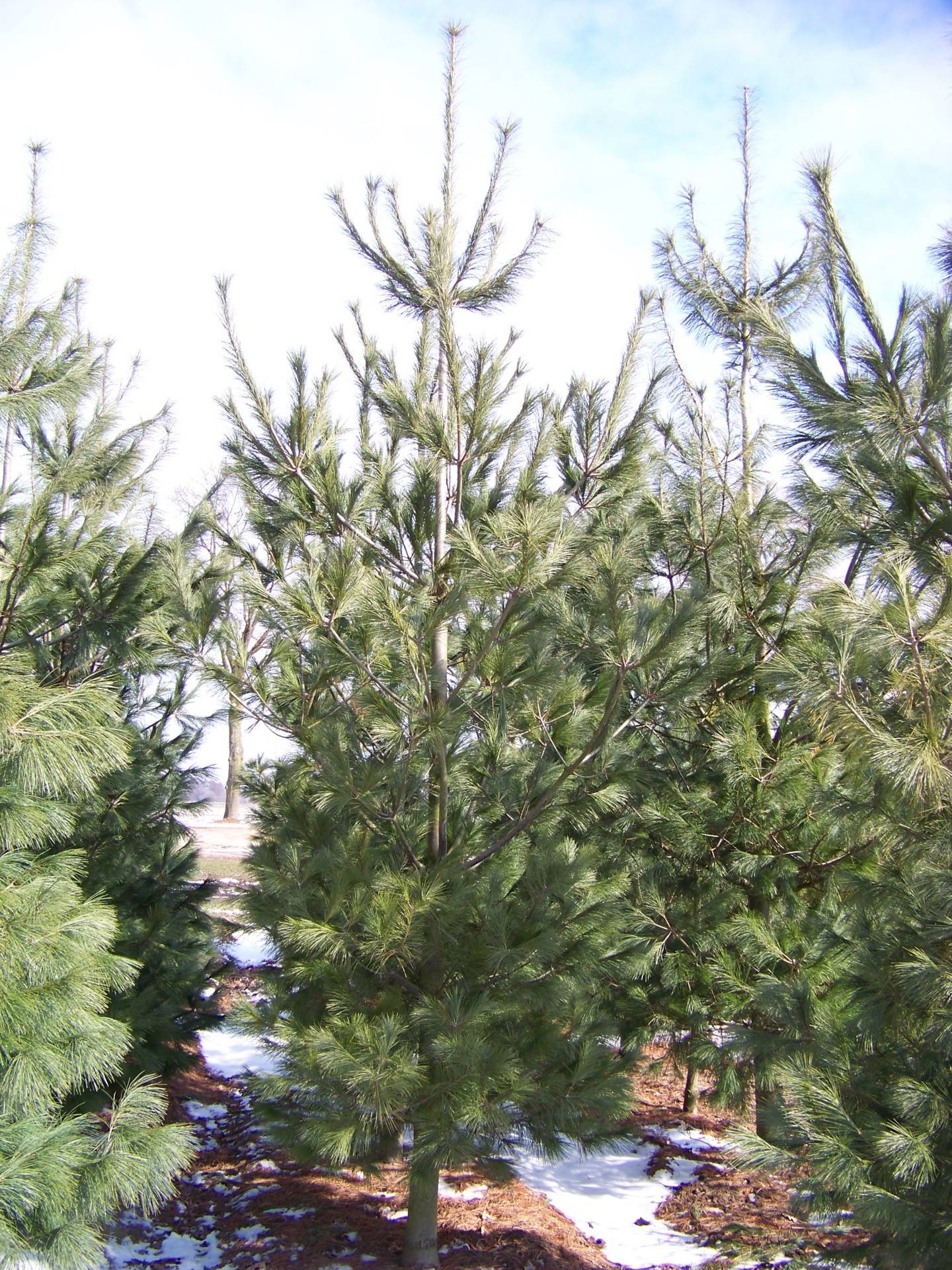 Pinus strobus_05